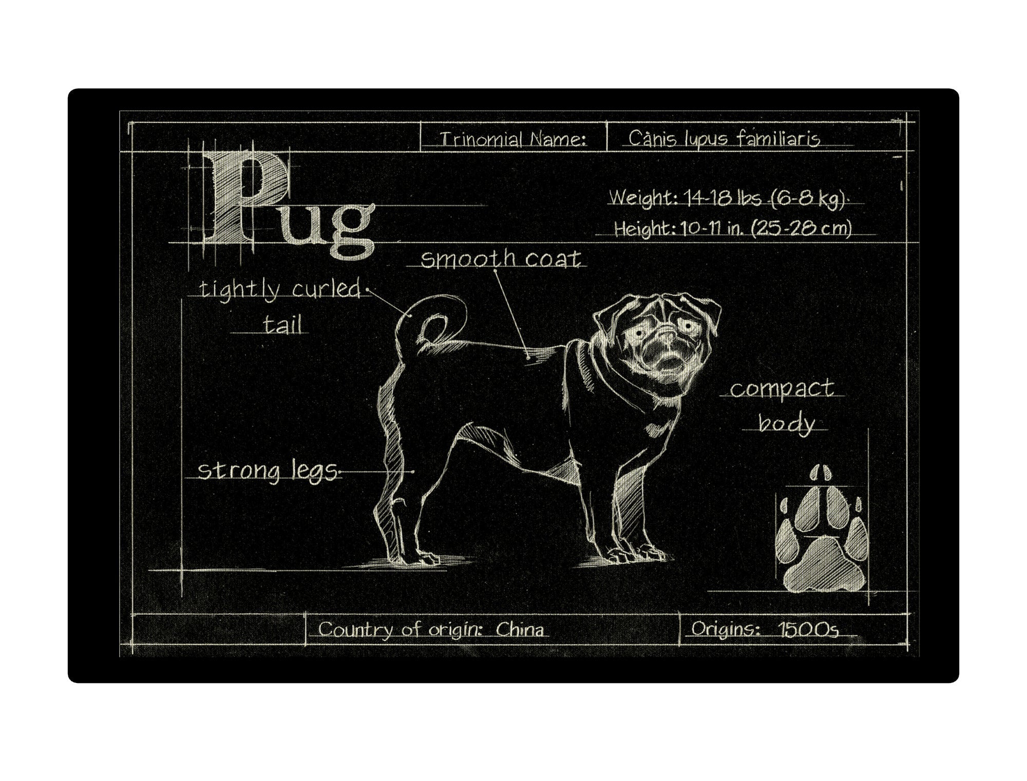 Blueprint Pug  black