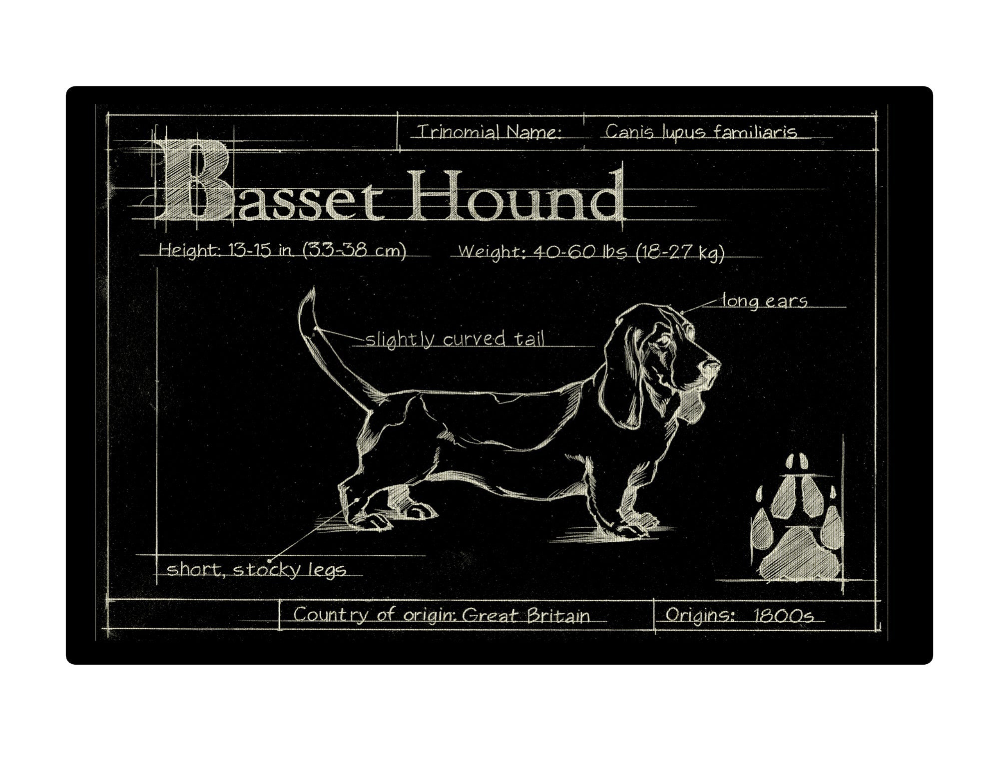 Blueprint Bassett Hound black