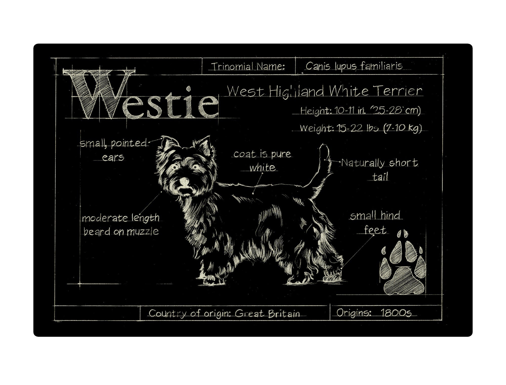 Blueprint Westie black