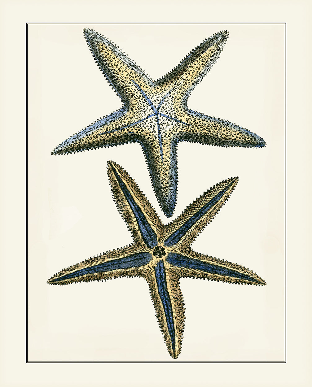 Antique Blue Starfish I