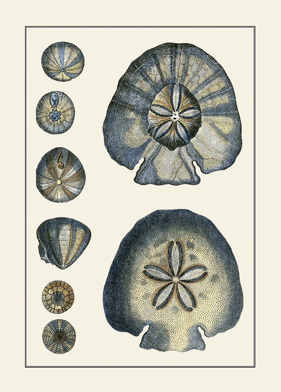 Antique Blue Sand Dollar, fabric wall art