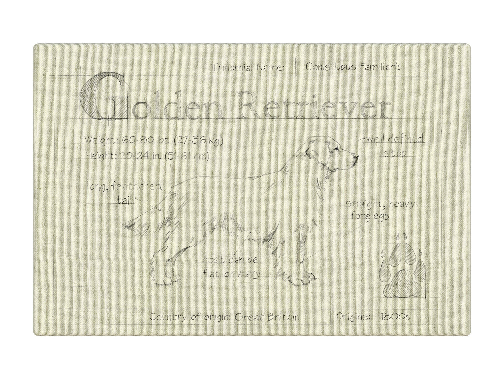 Blueprint Golden Retriever white