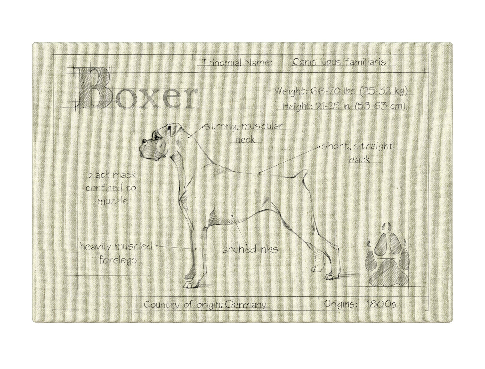 Blueprint Boxer white