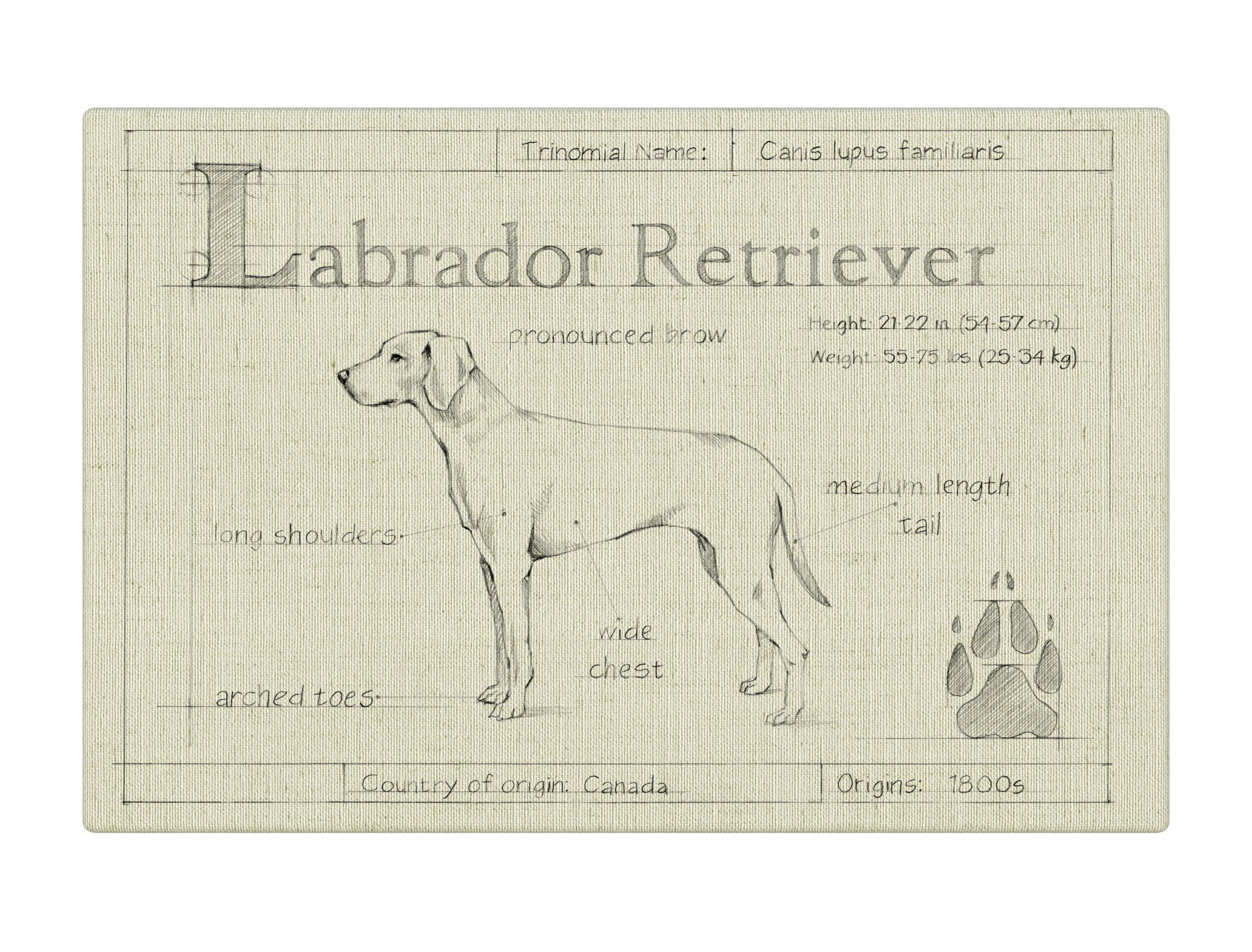 Blueprint Labrador Retriever white