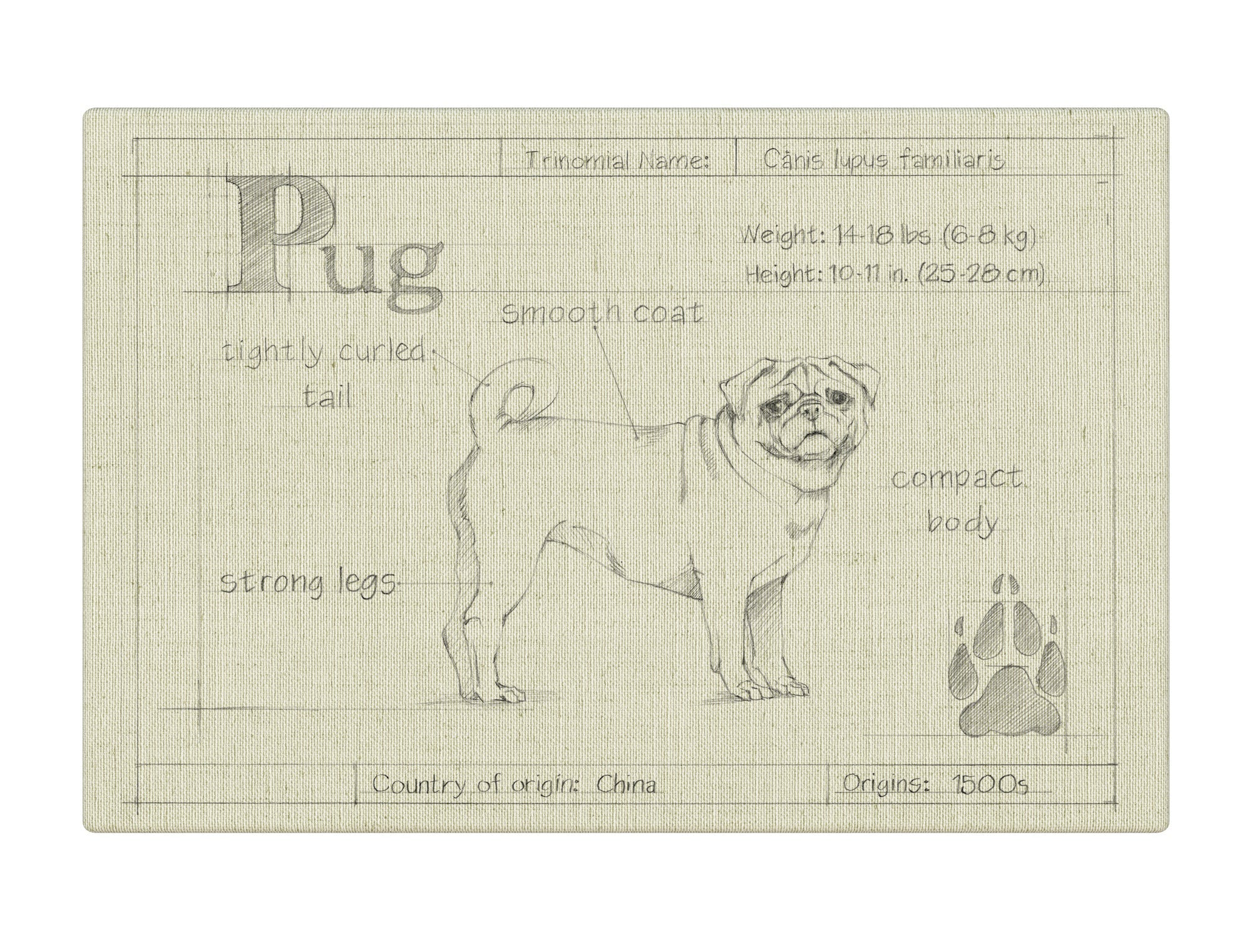 Blueprint Pug white