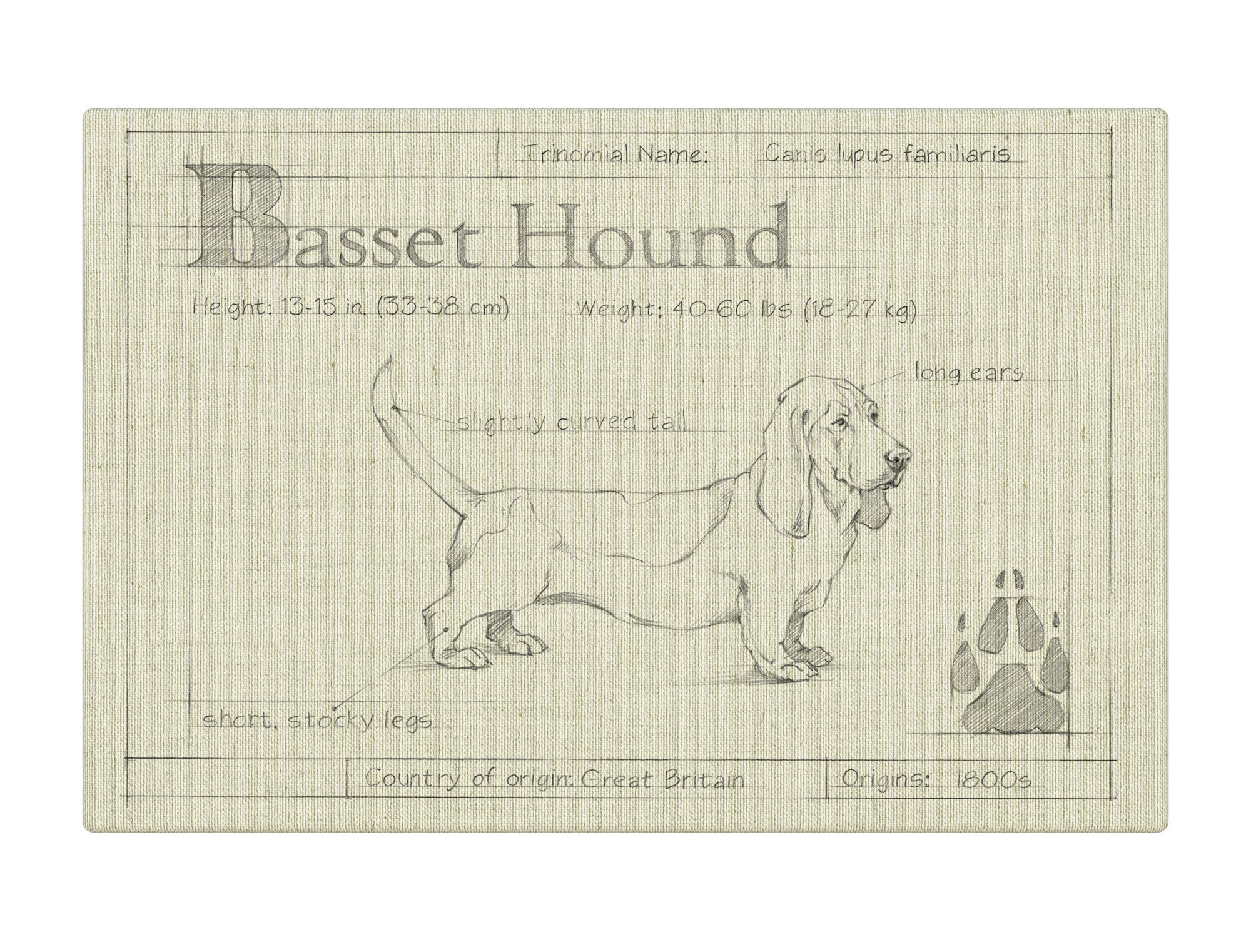 Blueprint Bassett Hound white