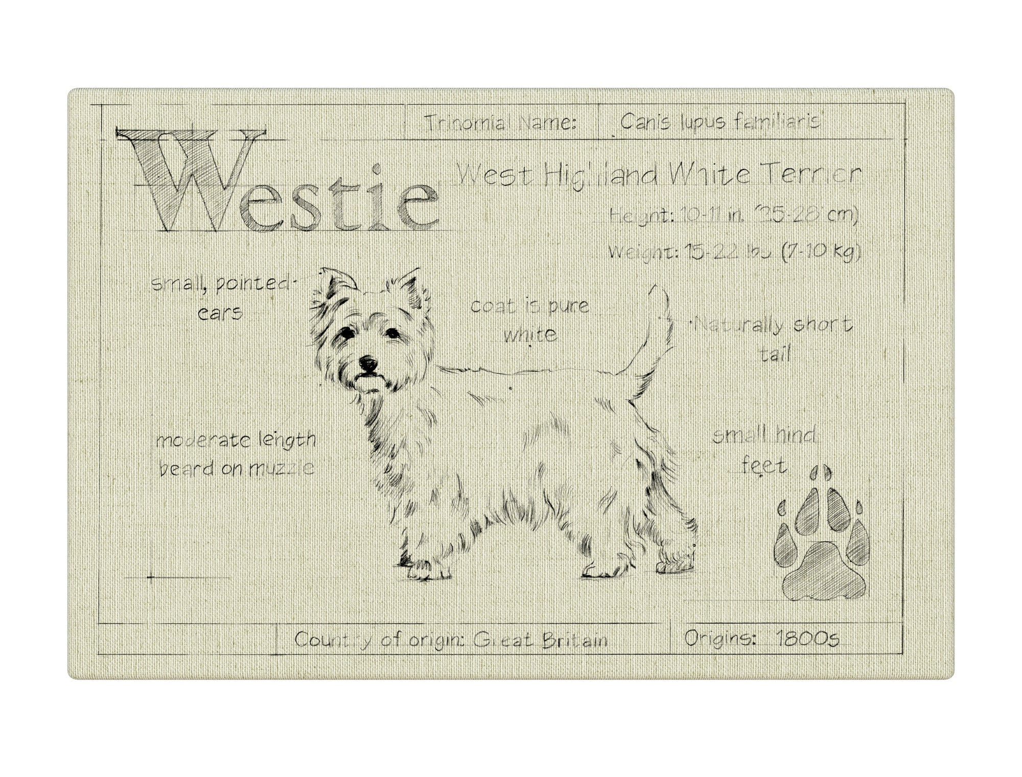 Blueprint Westie white