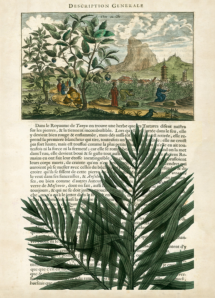 Journal of the Tropics II