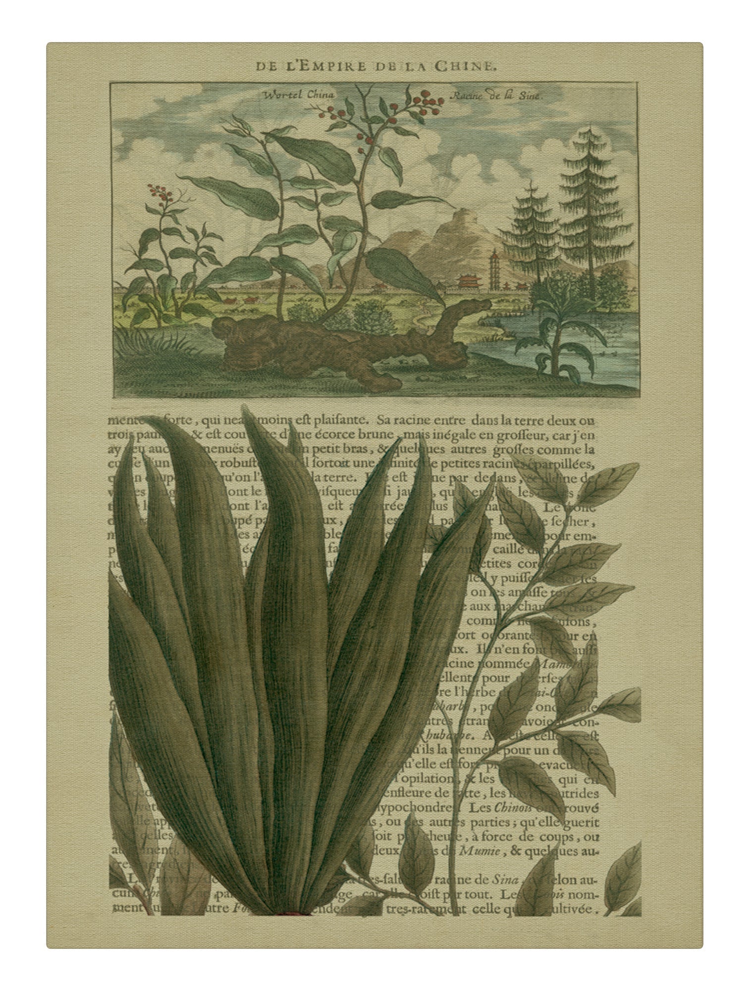 Journal of the Tropics III