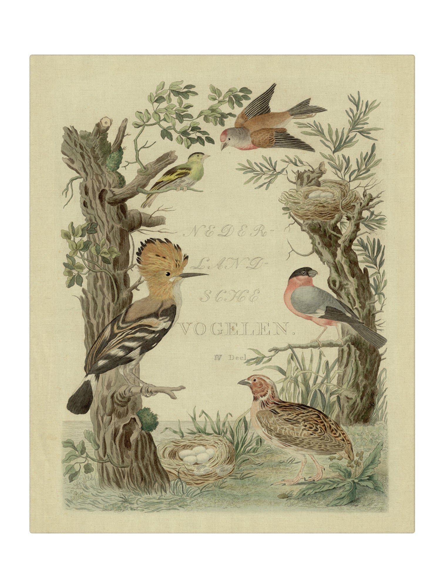 Woodpecker Sanctuary