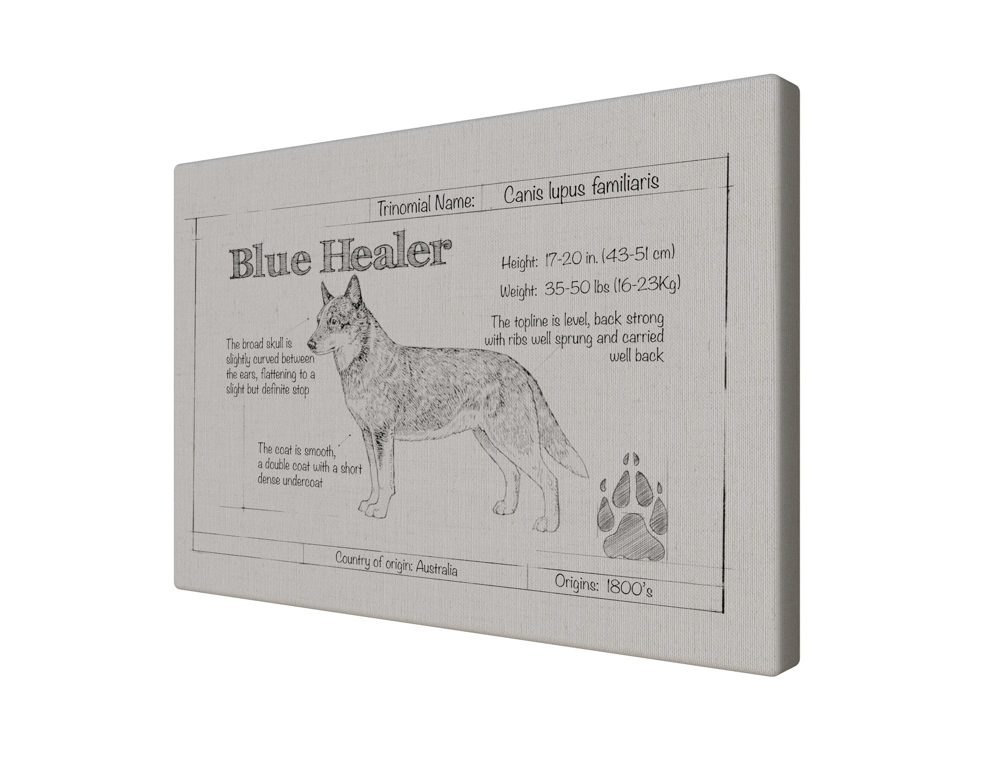 Blue Healer Natural Blueprint