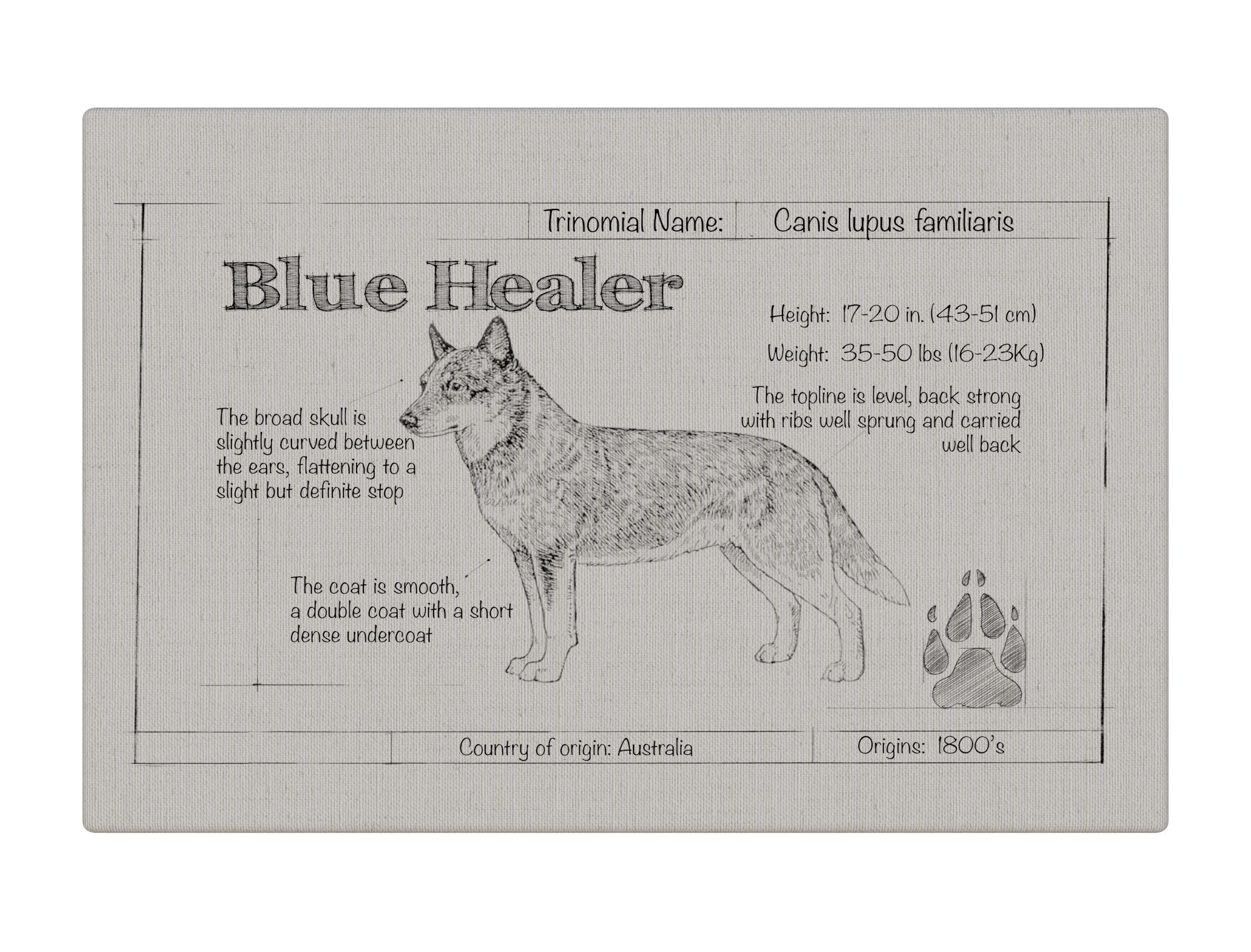 Blue Healer Natural Blueprint