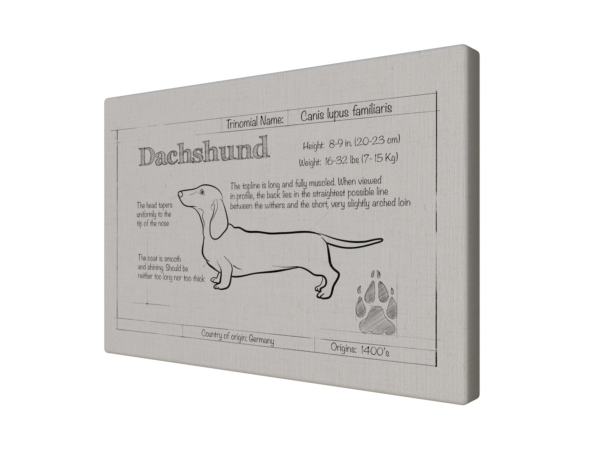 Dachshund Natural Blueprint