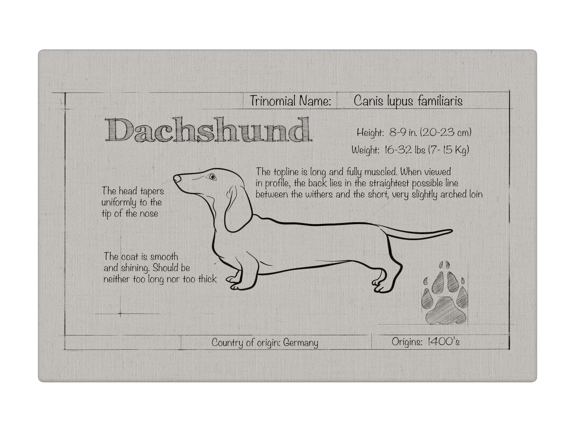 Dachshund Natural Blueprint