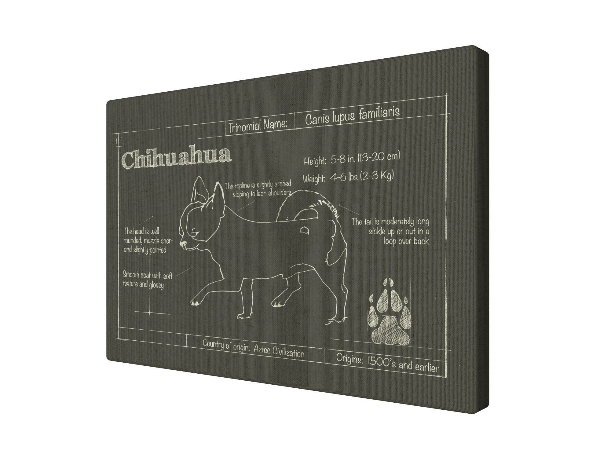 Chihuahua Charcoal Blueprint