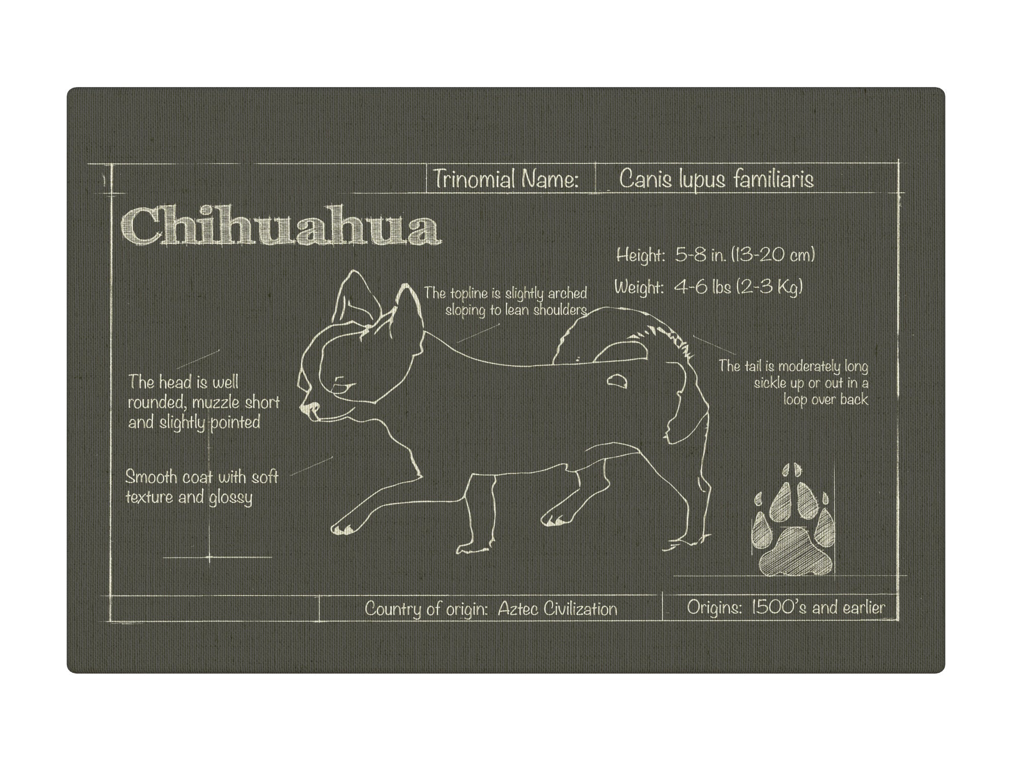 Chihuahua Charcoal Blueprint