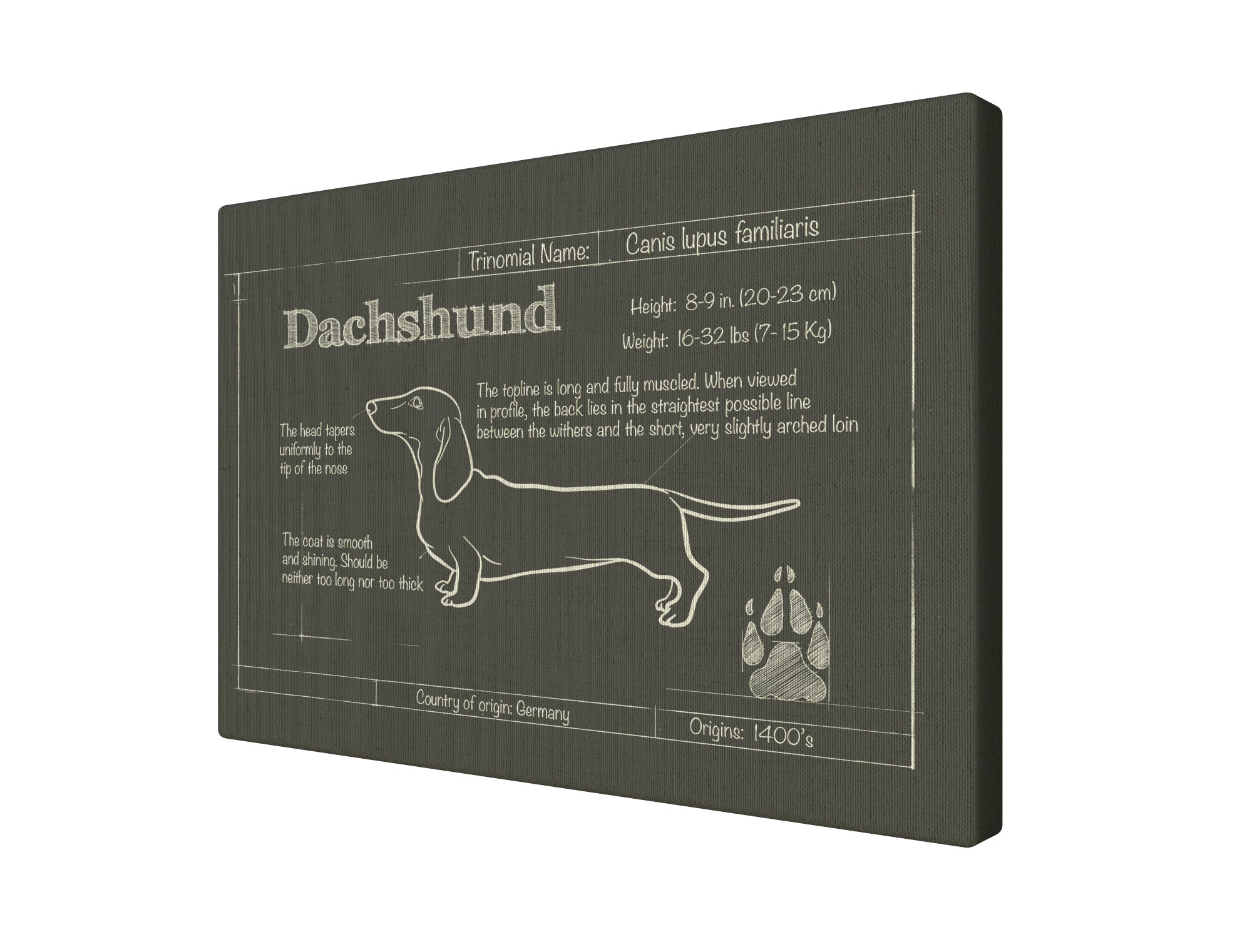 Dachshund Charcoal Blueprint